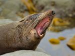 Frédéric Antérion - Sea lion teeth